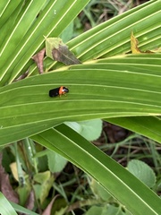 Phymatostetha deschampsi