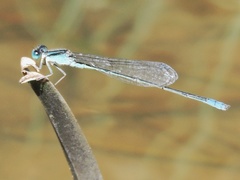 Pseudagrion spencei