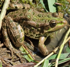 Pelophylax ridibundus