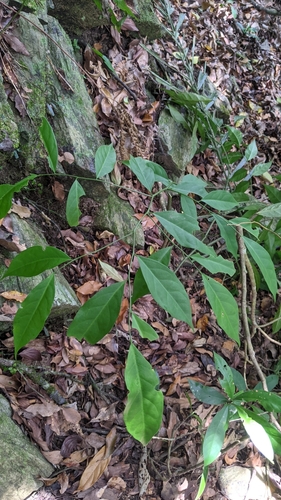 Capparis sabiifolia