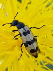 Mylabris olivieri