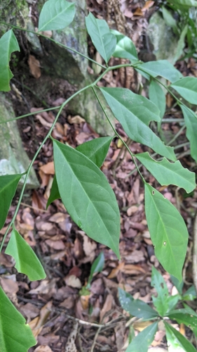 Capparis sabiifolia, photograph 1