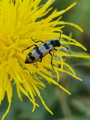 Mylabris olivieri