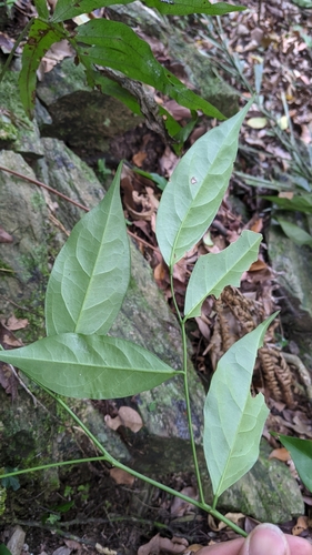 Capparis sabiifolia, photograph 2