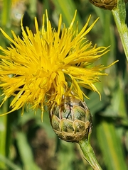 Centaurea chartolepis
