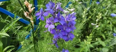 Delphinium ajacis