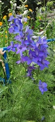 Delphinium ajacis