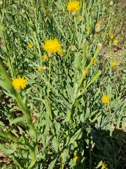 Centaurea chartolepis