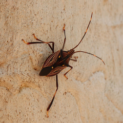 Poecilometis calidus