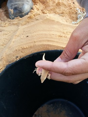 Acanthodactylus longipes