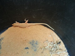 Acanthodactylus longipes