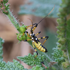 Poecilosphodrus gratiosus