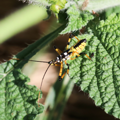 Poecilosphodrus gratiosus