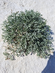 Zygophyllum pinnatum