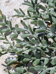 Zygophyllum pinnatum