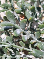 Zygophyllum pinnatum