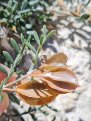 Zygophyllum pinnatum