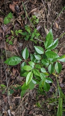 Murraya euchrestifolia