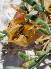 Zygophyllum pinnatum