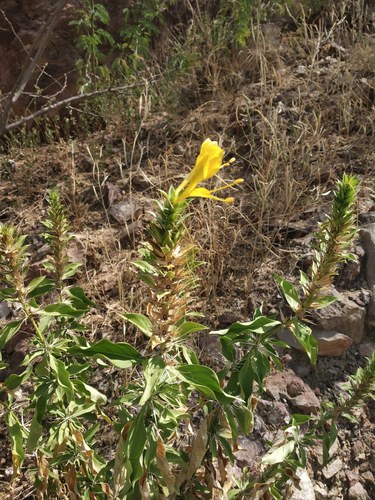 Barleria prionitis diacantha
