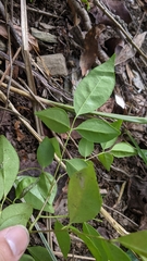 Murraya euchrestifolia