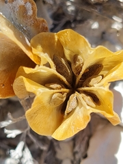 Zygophyllum pinnatum