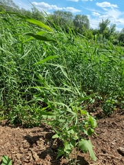 Phragmites australis