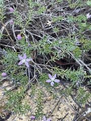 Philotheca salsolifolia