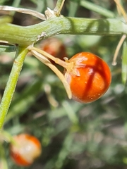 Asparagus inderiensis