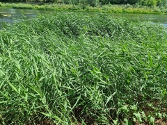 Phragmites australis