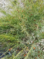 Asparagus inderiensis