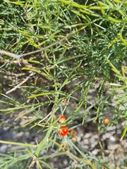 Asparagus inderiensis