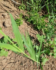 Phragmites australis