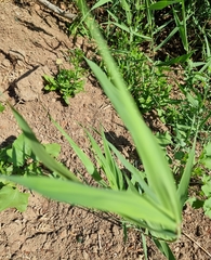 Phragmites australis
