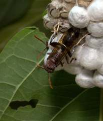 Polistes brunus