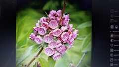 Kalmia polifolia