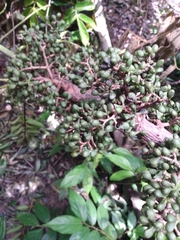 Zanthoxylum riedelianum