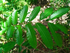 Zanthoxylum riedelianum