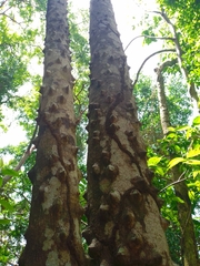 Zanthoxylum riedelianum