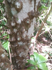 Zanthoxylum riedelianum