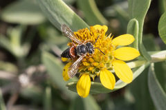Coelioxys slossoni slossoni