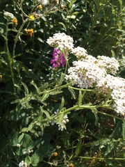 Achillea millefolium