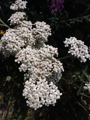 Achillea millefolium