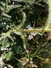 Achillea millefolium