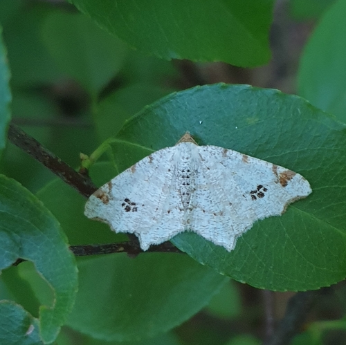 Peacock Moth, 1791 Den Burg, Nederland, photo 10 of 10