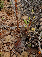 Pachypodium