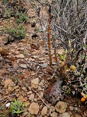 Pachypodium