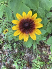 Gaillardia × grandiflora