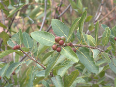 Ficus opposita