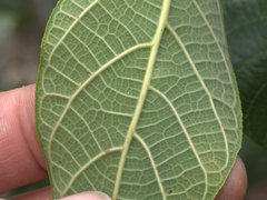 Ficus opposita